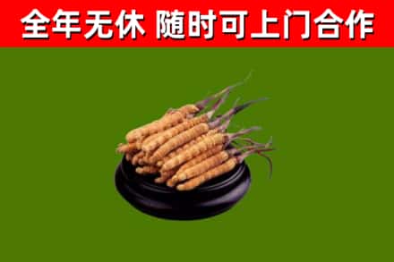 西固区烟酒回收冬虫夏草.jpg